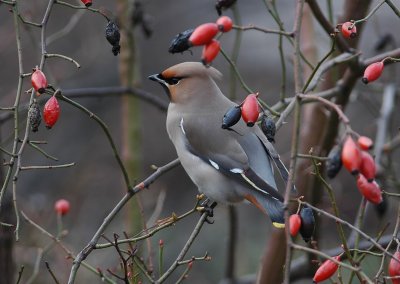 pestvogel - bohemian waxwing