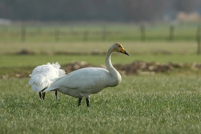 wilde zwaan - whooper swan