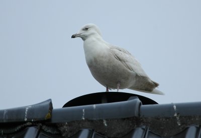 kleine burgemeester - Iceland gull