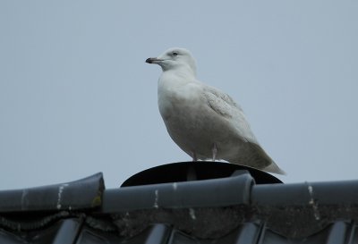 kleine burgemeester - Iceland gull