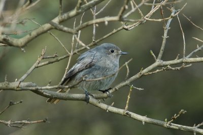 zwarte roodstaart - black redstart