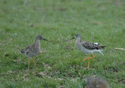 kemphaan - ruff