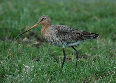 grutto - black-tailed godwit