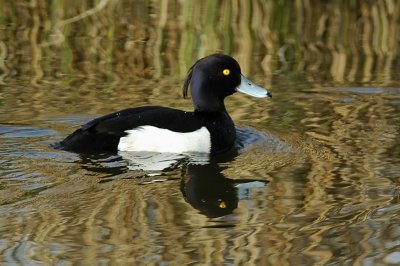 kuifeend - tufted duck
