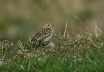 graspieper - meadow pipit