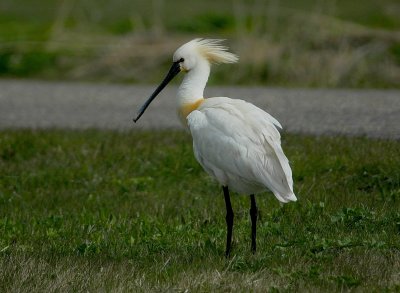 lepelaar - Eurasian spoonbill