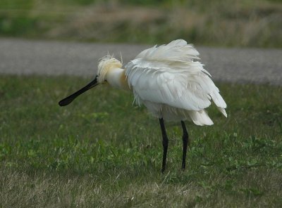 lepelaar - Eurasian spoonbill