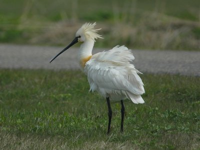 lepelaar - Eurasian spoonbill