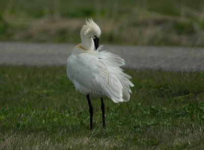 Birds 2010 March - April