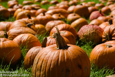 Liberty_Park-_1D30144-100-LR-web.jpg