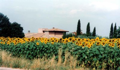 Assisi sunflowers