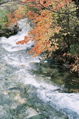 Flowing water by passing the trees