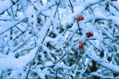 Red Fruits 1