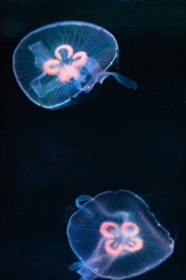 Double 01