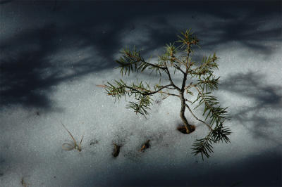 g3/72/91072/3/56937628.sapling_s.jpg