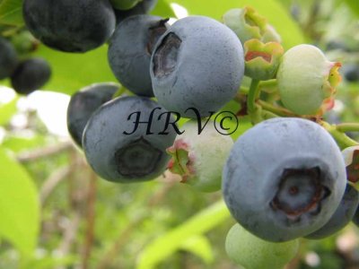 Blueberries IMG_1123.jpg