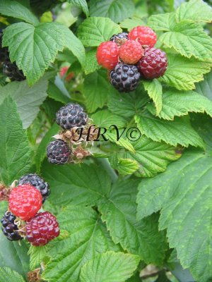 Berries IMG_1148.jpg