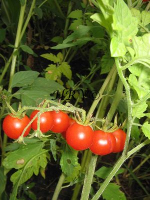Cherry Tomatoes IMG_1691.jpg