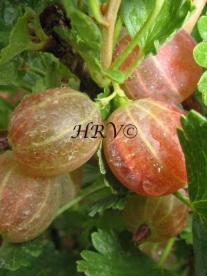 gooseberries.jpg