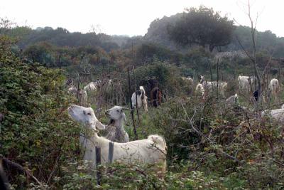Sicily_img_1429.jpg
