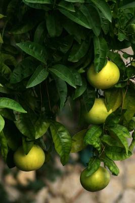 Sicily_img_1460.jpg