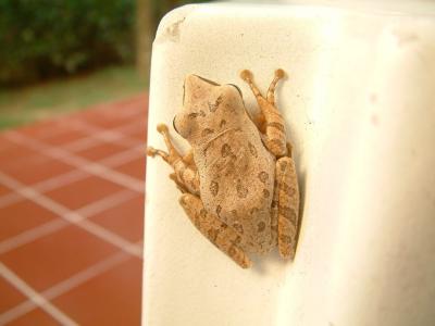 phuket195.jpg