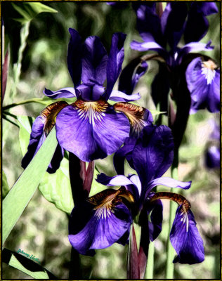 Iris-Painting.jpg