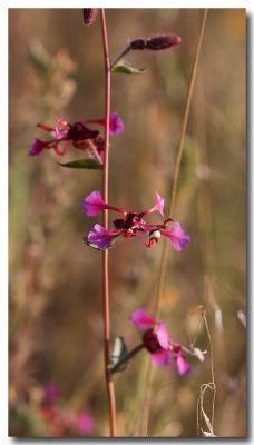 Elegant clarkia