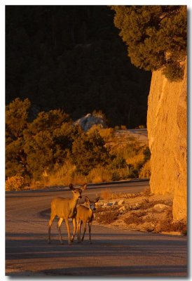 Morning stroll