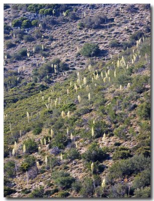 Chapparal yucca