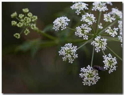 Poison hemlock