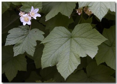 Thimbleberry