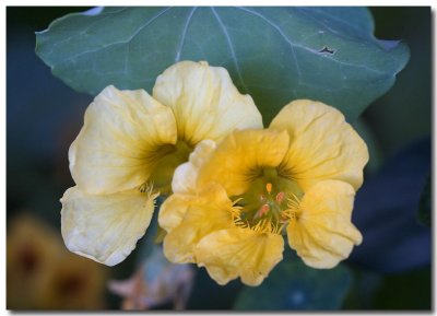 Nasturtium