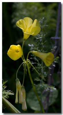 Bermuda buttercup
