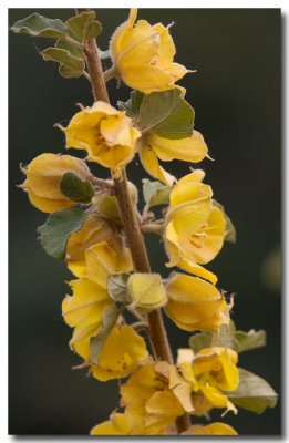 California flannelbush
