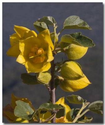California flannelbush