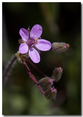 Redstem filaree