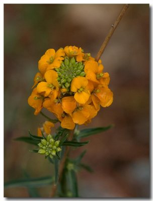 Western wallflower