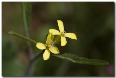 Tall tumblemustard