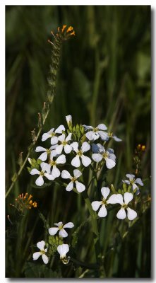 Wild radish