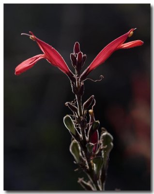 Climbing penstemon
