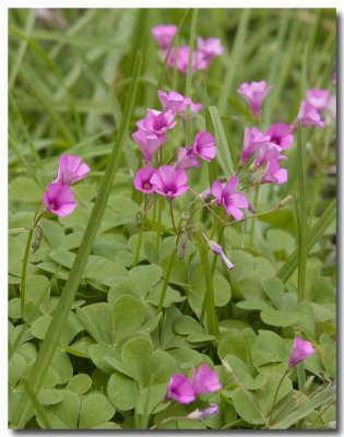 Red oxalis