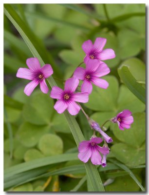Oxalis