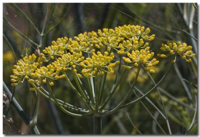Sweet fennel