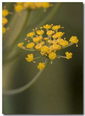 Sweet fennel