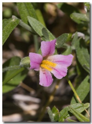 Purple monkeyflower