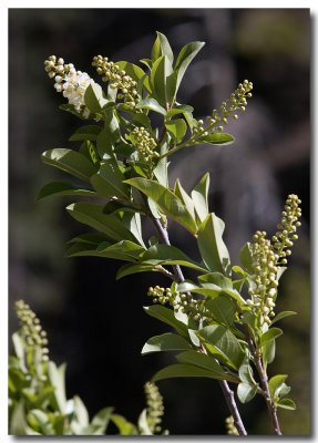 Chokecherry
