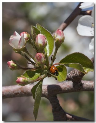 Pear
