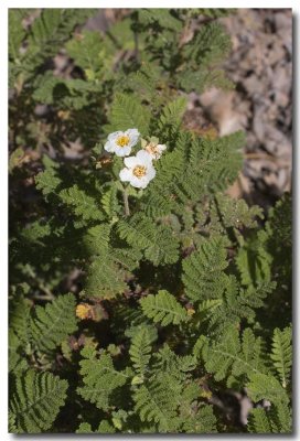 Fern bush