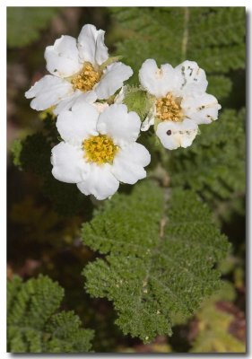 Fern bush